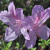 Flower of Azalea
