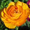 Different types of Ranunculus Flowers.