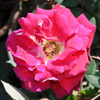 A beautiful Rose Flower