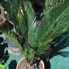 A Cycas tree for Garden