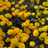 A number of Marigold flower at the same place looks beautiful.