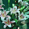 Beautiful Lily flowers