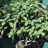 A common Psidium or Guava plant