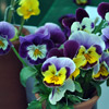 Beautiful Flower of Pansy 