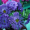 Beautiful Flower of Aster