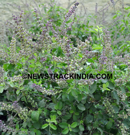 Tulsi Uses