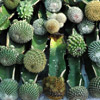 An ornamental Species of Cactus plant