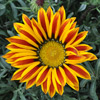 Beautiful Flower of Gazania