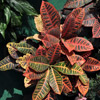 A cluster of croton plant looks beautiful in garden.