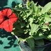Beautiful Flower of Petunia