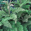 Beautiful Flower of Araucaria