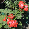 Beautiful Flower of Geranium