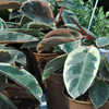 A Rubber Tree for Garden.
