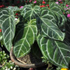 Beautiful Tree & Flower of Anthurium