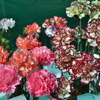 A cluster of carnation flower together.