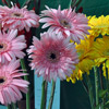 A cluster of Gerbera flower.