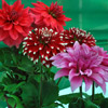 A beautiful Dahlia Flower