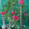 Beautiful Flower of Adenium