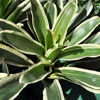 Beautiful Flower of Guzmania