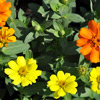 A beautiful Zinnia plant