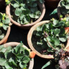Garden Strawberry with fruits.