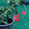 Cherry Plant with Fruits