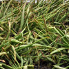 : A number Of Aloe Vera