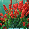 Beautiful Flower of Salvia