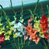 Beautiful Flower of Gladiolus