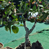 A bonsai banyan tree for garden.