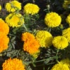 Flower Images