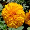 Flower Images