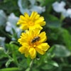 Flower Images