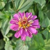 Flower Images