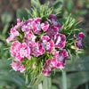 Flower Images