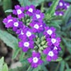 Flower Images