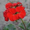 Flower Images