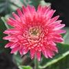 Flower Images