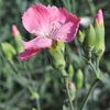 Flower Images