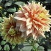 Flower Images