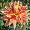 Flower Images