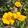 Flower Images