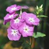 Flower Images
