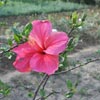 Flower Images