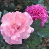 Flower Images