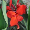 Flower Images
