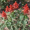 Flower Images