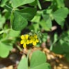 Flower Images