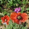 Flower Images