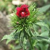 Flower Images